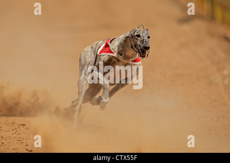 Greyhound at full speed during a race Stock Photo