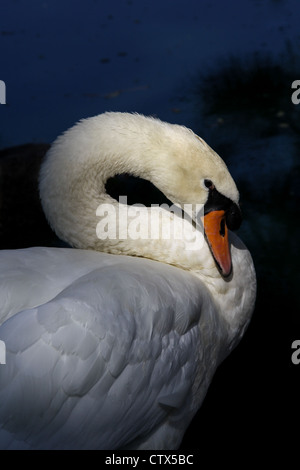 Mute swan preening its feathers in the sun at the edge of a lake Stock Photo