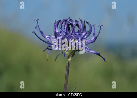 ROUND-HEADED RAMPION Phyteuma orbiculare (Campanulaceae) Stock Photo