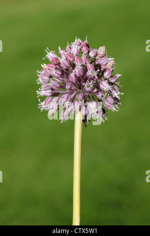 WILD LEEK Allium ampeloprasum (Liliaceae) Stock Photo