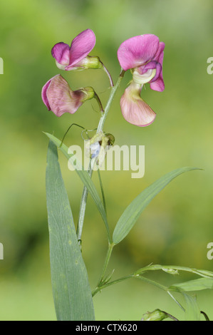 Narrow-leaved Everlasting-pea Lathyrus sylvestris Stock Photo