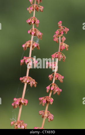 WOOD DOCK Rumex sanguineus (Polygonaceae) Stock Photo