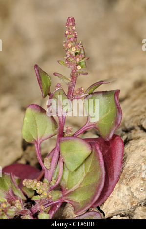 Saltmarsh Goosefoot Chenopodium chenopodioides (Chenopodiaceae) Stock Photo