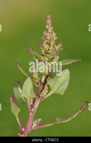 RED GOOSEFOOT Chenopodium rubrum (Chenopodiaceae) Stock Photo