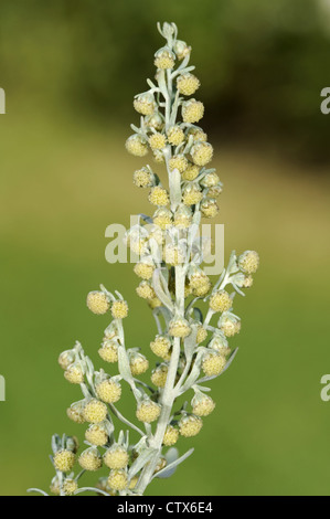 WORMWOOD Artemisia absinthium (Asteraceae) Stock Photo