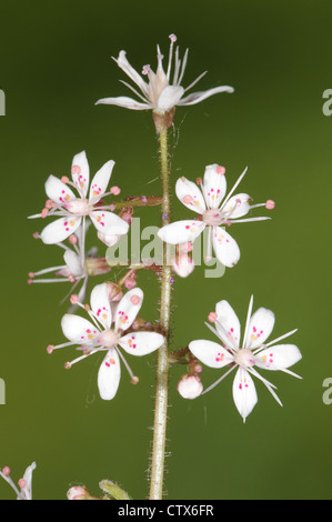 ST PATRICK’S-CABBAGE Saxifraga spathularis (Saxifragaceae) Stock Photo
