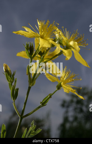 Picture: Steve Race - The Common St John's Wort (Hypericum perforatum) in Catalunya, Spain. Stock Photo