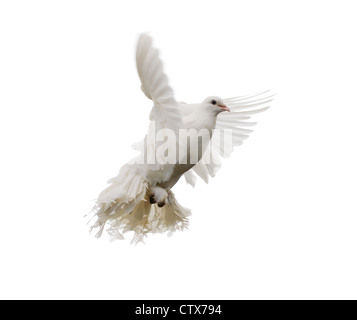 White dove in flight. Isolated on white Stock Photo