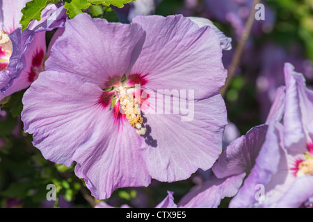 Hibiscus syriacus Malvae Malvaceae mallow rosemallow hibiskus weed garden gardening sun sunny full bright blossom flower lila Stock Photo