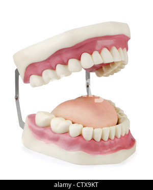 Artificial dental model isolated on white Stock Photo