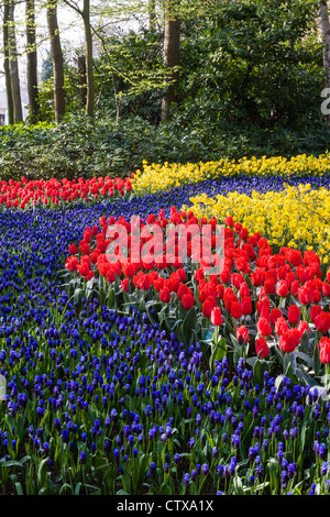 Spring garden scene with tulips, daffodils, and muscari in Keukenhof Gardens, South Holland, The Netherlands. Stock Photo