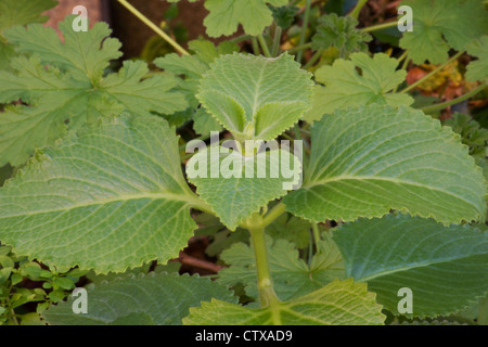 Indian borage (Plectranthus amboinicus) and rose geranium (Pelargonium graveolens) Stock Photo