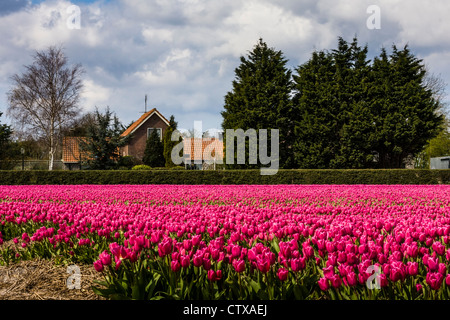 Tulip fields near Egmond aan Zee (part of Egmond-Binnen in Bergen) off the N9 highway in North Holland, The Netherlands. Stock Photo