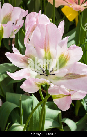 Single Late Tulip, Tulipa 'GREENLAND' in Keukenhof Gardens, South Holland, The Netherlands. Stock Photo