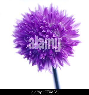 Chive flower head against white background Stock Photo