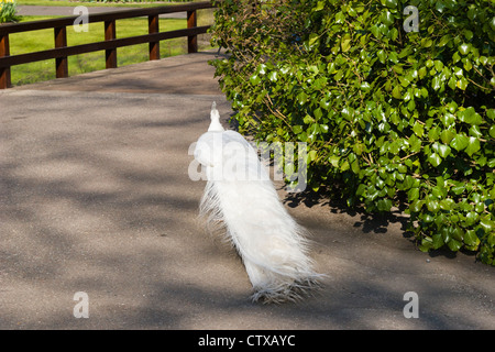 White Peacock, a variation of the 'Indian Blue Peafowl,' at Keukenhof Gardens in The Netherlands. Stock Photo
