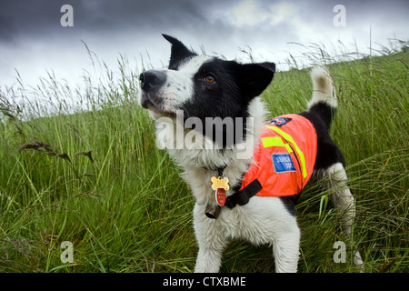 Search dog Sam Stock Photo