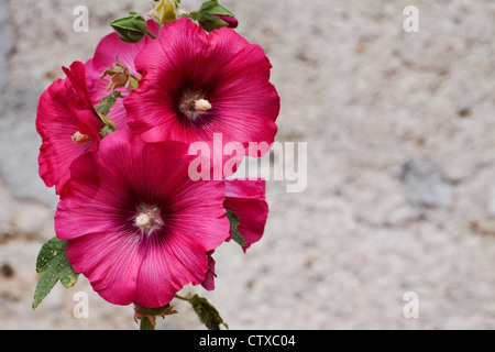 Alcea rosea. Dark pink hollyhock against a stone wall.