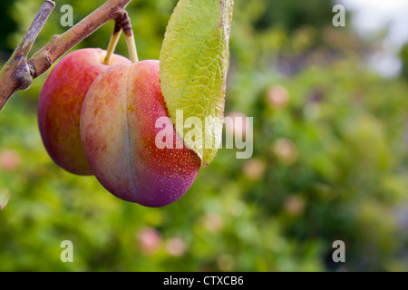 Victoria plum,Prunus domestica, fruit tree. Stock Photo