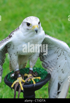 Captive Gyrfalcon, also spelled gerfalcon, — Falco rusticolus — is the largest of the falcon species fount mainly in the arctic regions Stock Photo