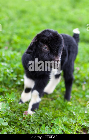 Portrait of a new born baby goat standing in a grass field Stock Photo