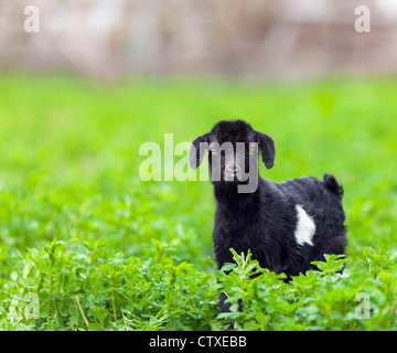 Portrait of a new born baby goat standing in a grass field Stock Photo