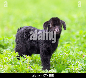 Portrait of a new born baby goat standing in a grass field Stock Photo