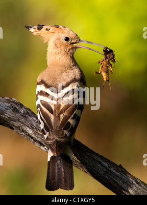 Hoopoe with insect Stock Photo