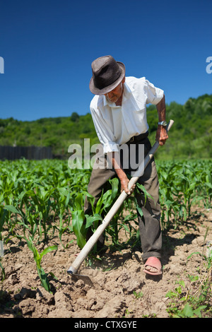Old man with a hoe weeding in the corn field Stock Photo