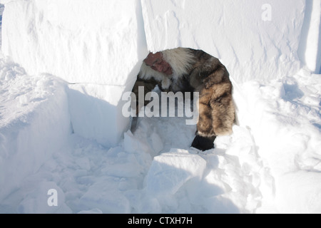 building an iglo on the north pole Stock Photo