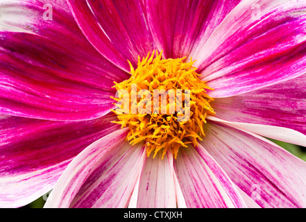Closeup of a Purple Pink White and Yellow Dahlia Flower Bloom in a Cheshire Garden England United Kingdom UK Stock Photo