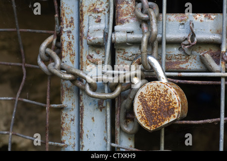 Rusty old padlock and chain on an old metal cage door. Stock Photo