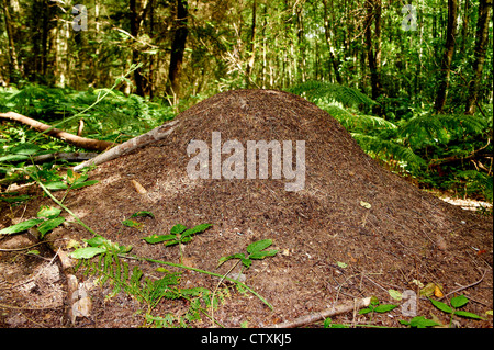 Wood ant nest in wood  formica sp Stock Photo