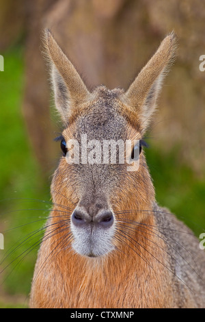 Patagonian Cavy or Mara Stock Photo