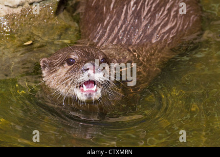 Asian Short-clawed Otter   July 2012 Stock Photo