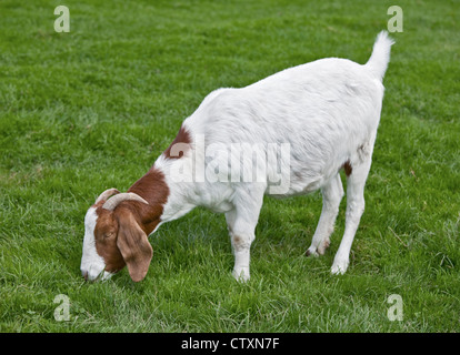 Boer Goat Stock Photo