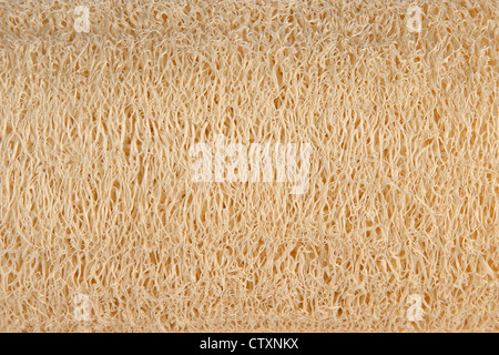 Natural luff sponge texture Stock Photo
