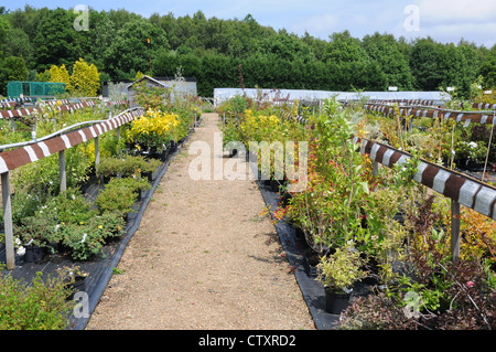 Plants on display, for sale in garden centre, Sussex, England. Stock Photo