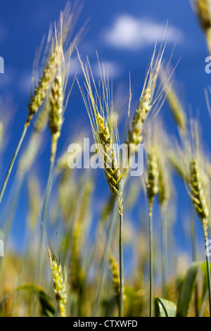 Wheat ears against blue sky with selective focus Stock Photo