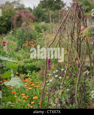 Annual sweet peas growing up natural wigwam of hazel twigs with annual ornamental poppy dried seedheads, Oxfordshire, UK. July Stock Photo