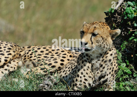 Cheetah (Acinonyx jubatus) female lying near a bush Masai Mara - Kenya