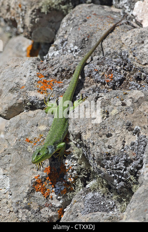 Balkan Green Lizard (Lacerta trilineata) Stock Photo