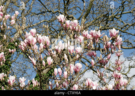 Magnolia in bloom Worcester Worcestershire England UK Stock Photo