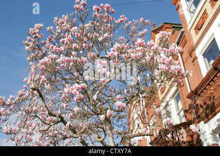 Magnolia in bloom Worcester Worcestershire England UK Stock Photo