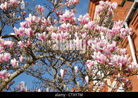 Magnolia in bloom Worcester Worcestershire England UK Stock Photo