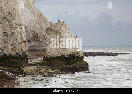 A kittiwake (Rissa tridactyla) colony nests on white chalk cliffs at Seaford in East Sussex, England. Stock Photo