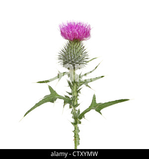 Thistle flower and leaves isolated against white Stock Photo