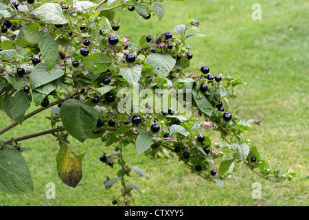 Deadly Nightshade Berries, Atropa belladonna, Solanaceae. Europe, North Africa, and Western Asia. Stock Photo