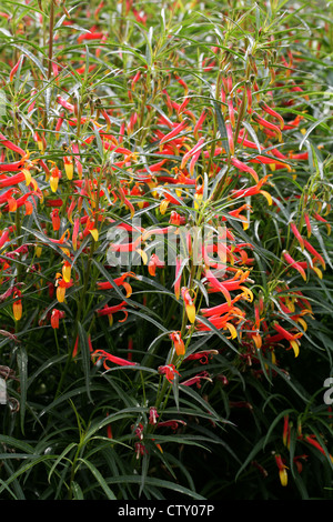 Mexican Cardinal Flower, Mexican Lobelia, Sierra Madre Lobelia, Lobelia laxiflora var. angustifolia, Campanulaceae. Mexico. Stock Photo