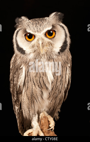 White-faced owl Stock Photo